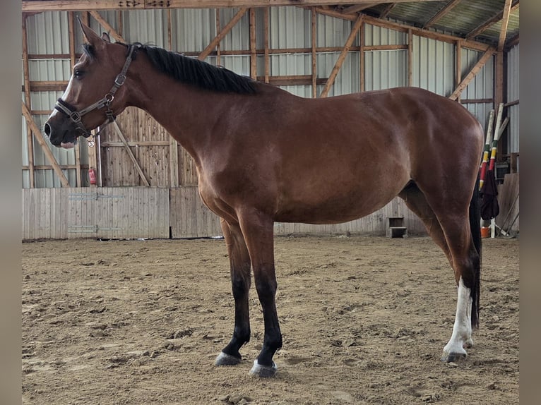 Caballo de Holstein Yegua 4 años 170 cm Castaño in Schermbeck