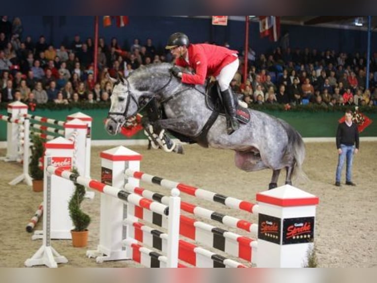 Caballo de Holstein Yegua 4 años 170 cm Tordo rodado in Biłgoraj