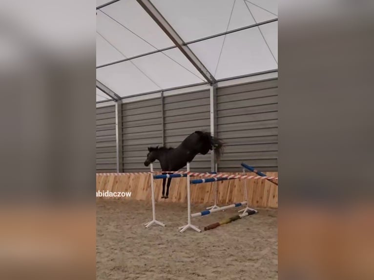 Caballo de Holstein Yegua 4 años 170 cm Tordo rodado in Biłgoraj