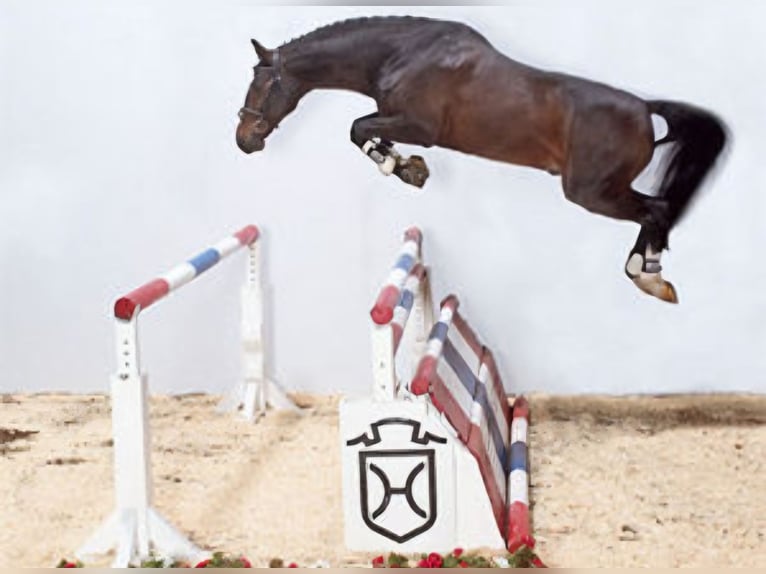 Caballo de Holstein Yegua 4 años 170 cm Tordo rodado in Biłgoraj