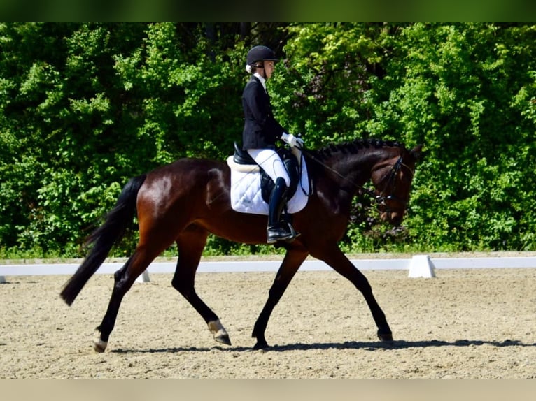 Caballo de Holstein Yegua 4 años 175 cm Castaño in Hart bei Graz