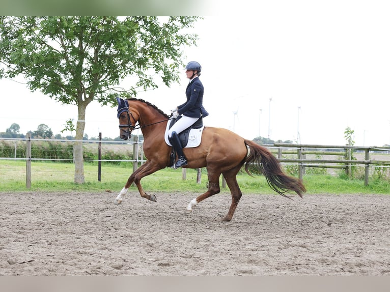 Caballo de Holstein Yegua 4 años 176 cm Alazán in Norderstedt