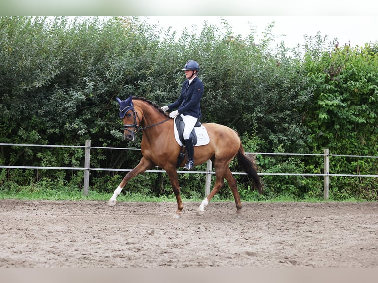Caballo de Holstein Yegua 4 años 176 cm Alazán in Norderstedt