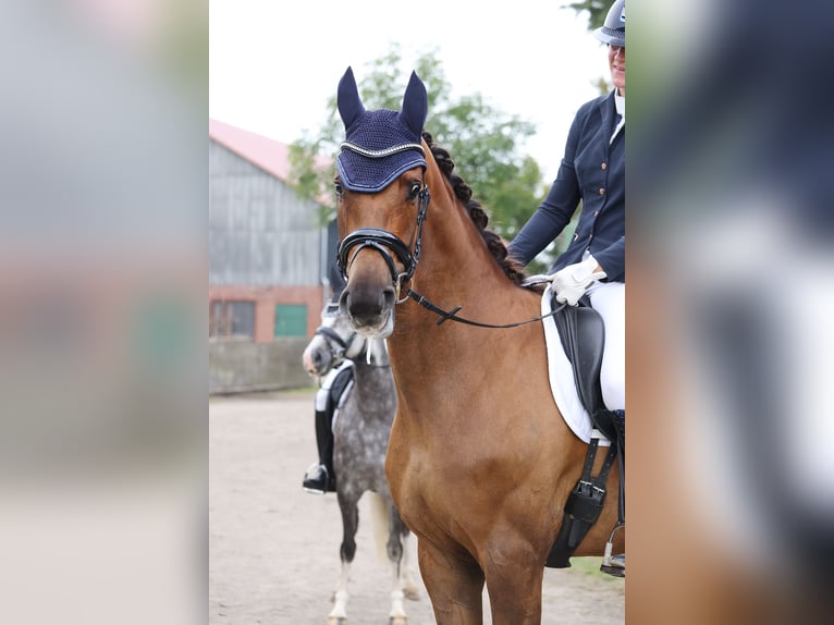 Caballo de Holstein Yegua 4 años 176 cm Alazán in Norderstedt