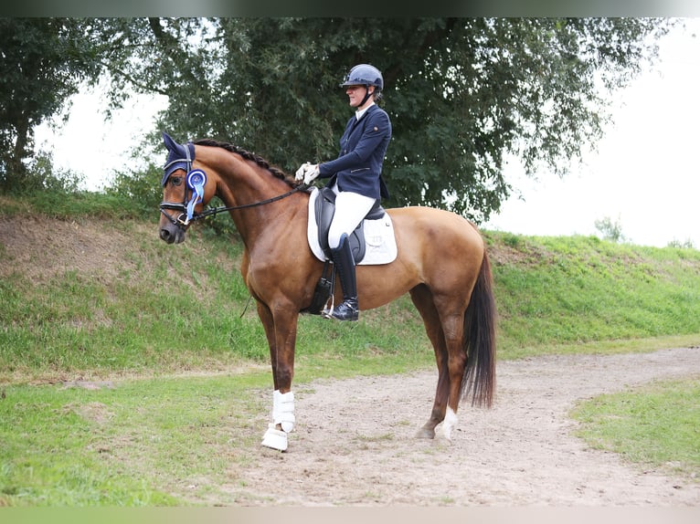 Caballo de Holstein Yegua 4 años 176 cm Alazán in Norderstedt