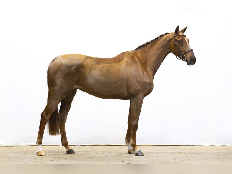 Caballo de Holstein Yegua 5 años 158 cm Alazán-tostado in Waddinxveen