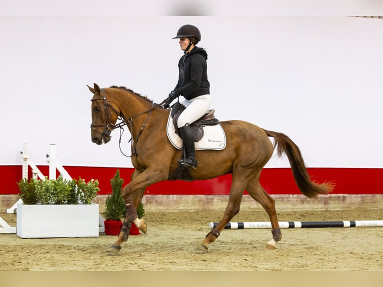 Caballo de Holstein Yegua 5 años 158 cm Alazán-tostado in Waddinxveen