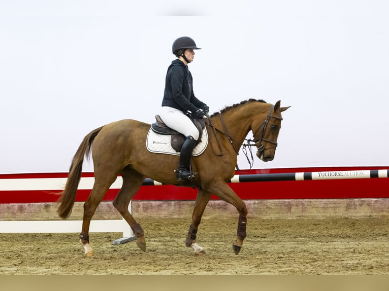 Caballo de Holstein Yegua 5 años 158 cm Alazán-tostado in Waddinxveen