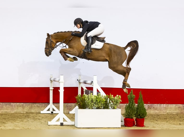 Caballo de Holstein Yegua 5 años 158 cm Alazán-tostado in Waddinxveen