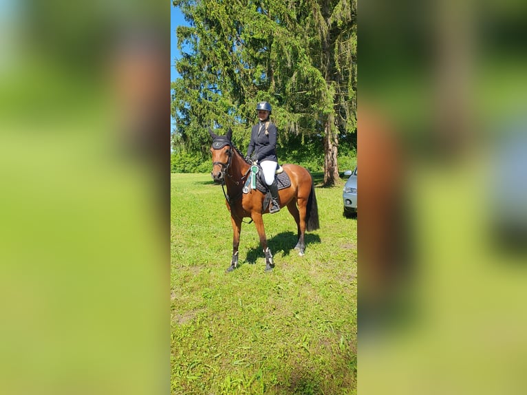 Caballo de Holstein Yegua 5 años 163 cm Castaño in Lörrach