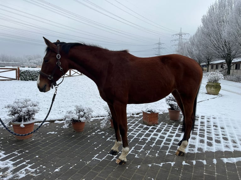 Caballo de Holstein Yegua 5 años 163 cm Castaño in Köln