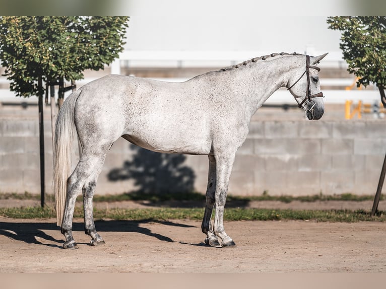 Caballo de Holstein Yegua 5 años 163 cm Tordo in Zduchovice