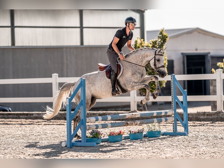 Caballo de Holstein Yegua 5 años 163 cm Tordo in Zduchovice