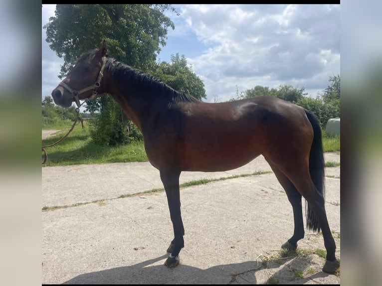 Caballo de Holstein Yegua 5 años 165 cm Castaño oscuro in Jevenstedt