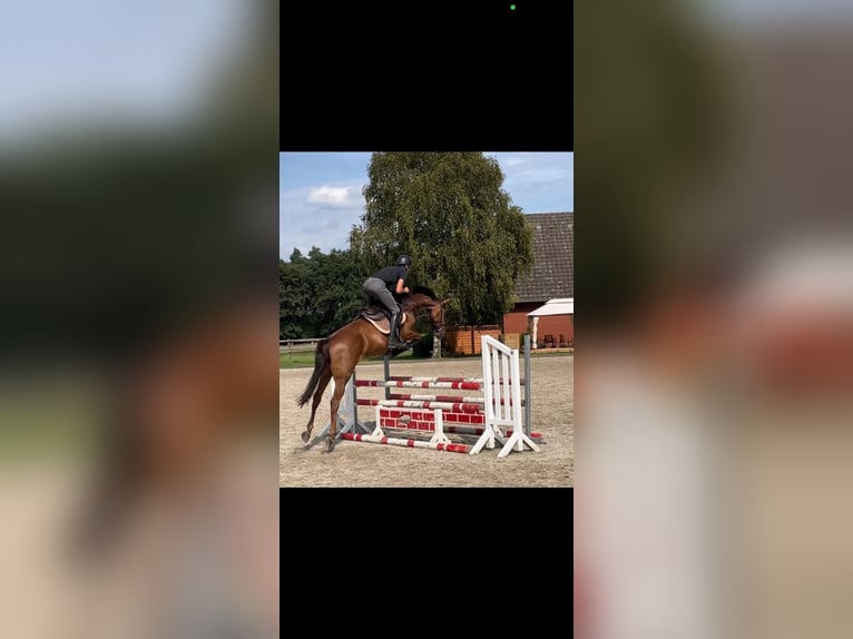 Caballo de Holstein Yegua 5 años 166 cm Alazán in Dohren