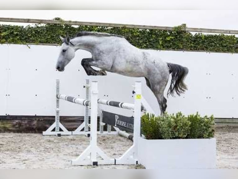 Caballo de Holstein Yegua 5 años 166 cm Musgo in Waddinxveen