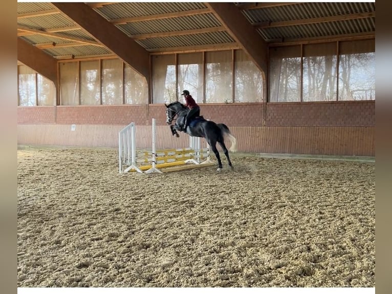 Caballo de Holstein Yegua 5 años 167 cm Tordo rodado in Zülpich