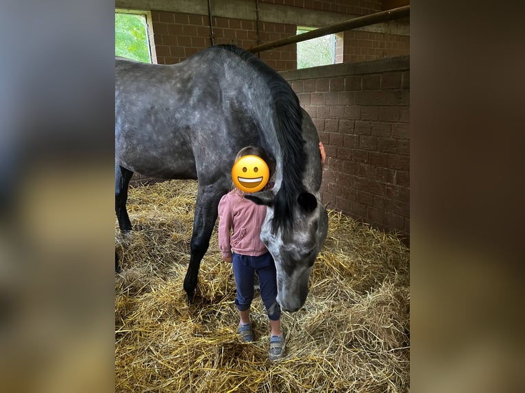 Caballo de Holstein Yegua 5 años 167 cm Tordo rodado in Zülpich