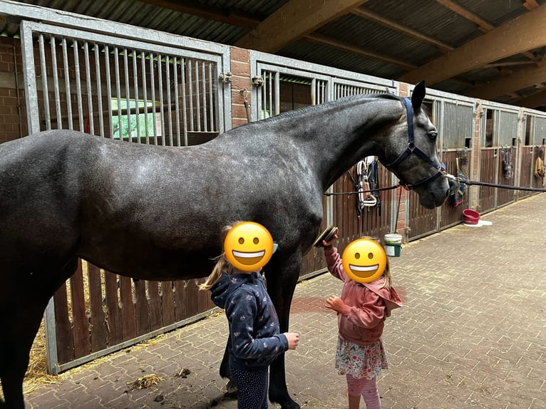 Caballo de Holstein Yegua 5 años 167 cm Tordo rodado in Zülpich