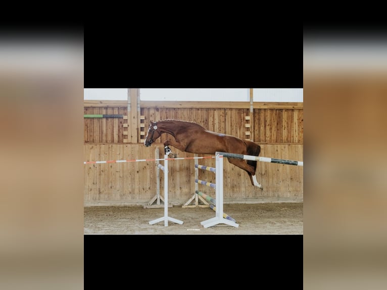 Caballo de Holstein Yegua 5 años 168 cm Alazán in Staven