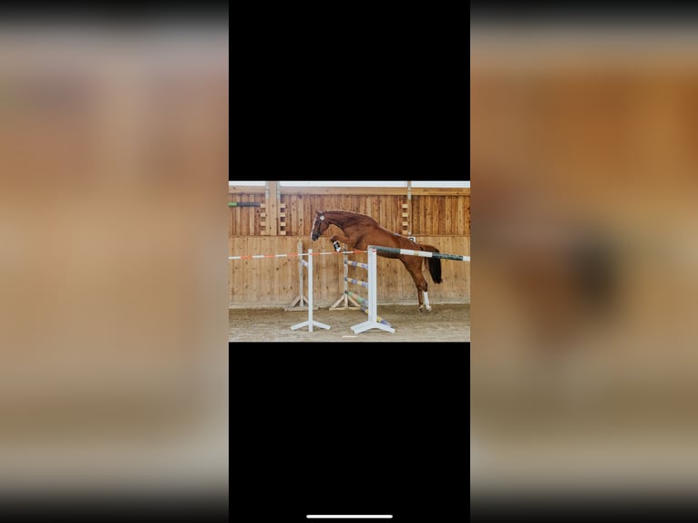 Caballo de Holstein Yegua 5 años 168 cm Alazán in Staven