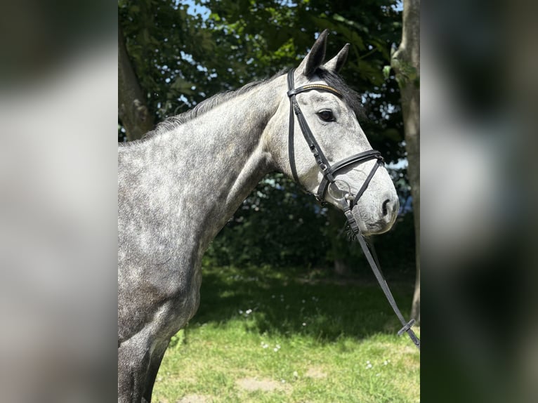 Caballo de Holstein Yegua 5 años 168 cm  in OesterdeichstrichBüsumer Deichhausen