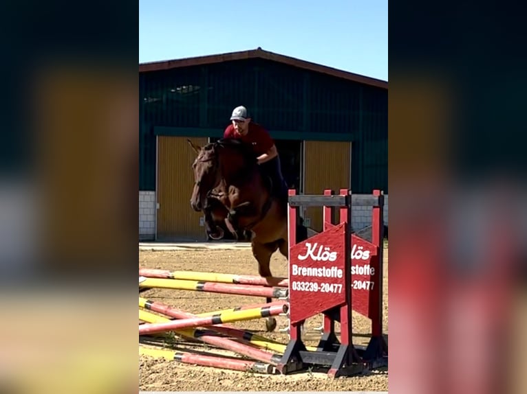 Caballo de Holstein Yegua 5 años 168 cm Castaño in Michaelisbruch