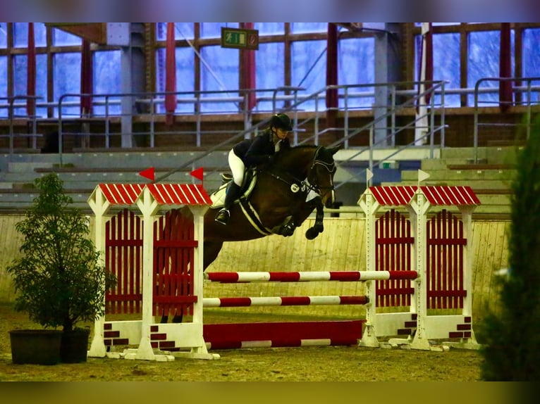 Caballo de Holstein Yegua 5 años 169 cm Castaño in Rheinbach