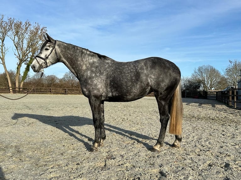 Caballo de Holstein Yegua 5 años 169 cm Porcelana in SchönhorstSchönhorst