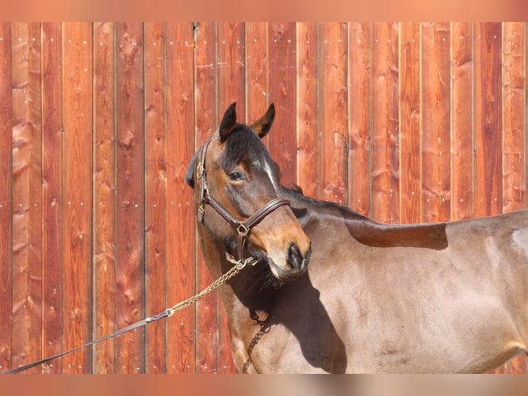 Caballo de Holstein Yegua 5 años 170 cm Castaño in Erharting