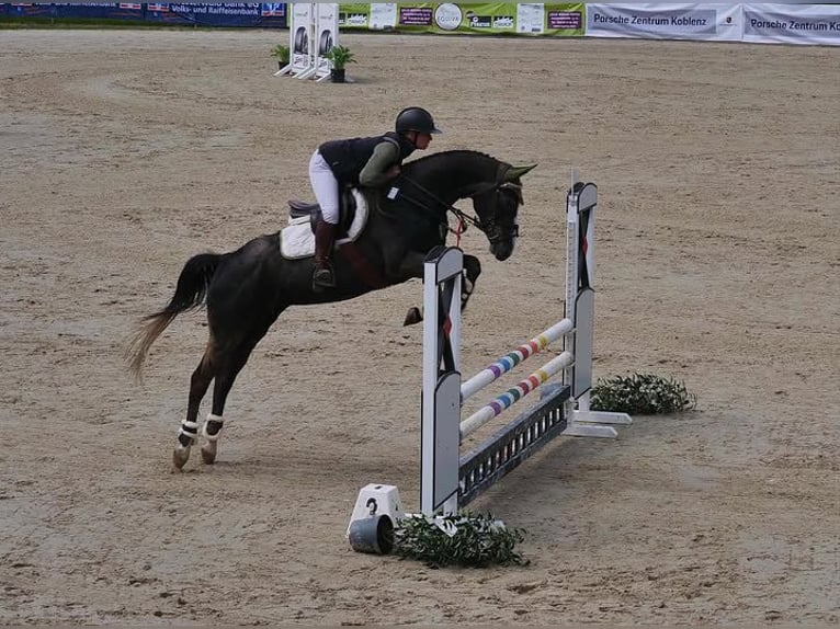 Caballo de Holstein Yegua 5 años 170 cm Tordillo negro in Viernheim