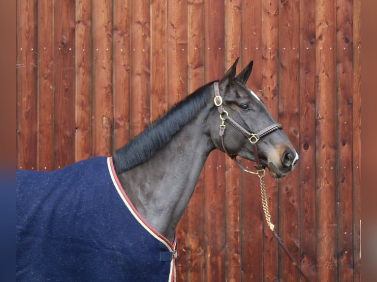 Caballo de Holstein Yegua 5 años 172 cm Morcillo in Erharting