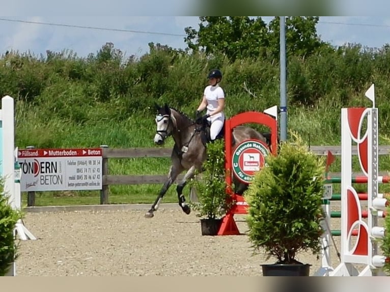 Caballo de Holstein Yegua 5 años 172 cm Tordo in Neukirchen