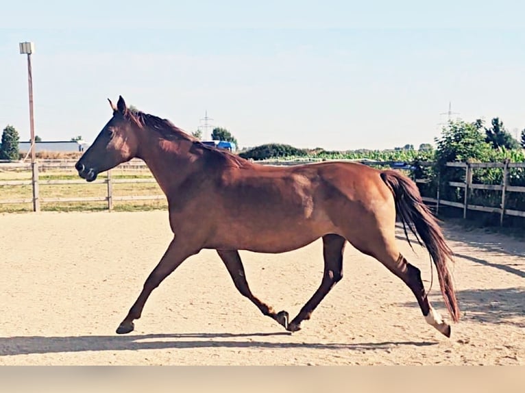 Caballo de Holstein Yegua 5 años 173 cm in Langenau
