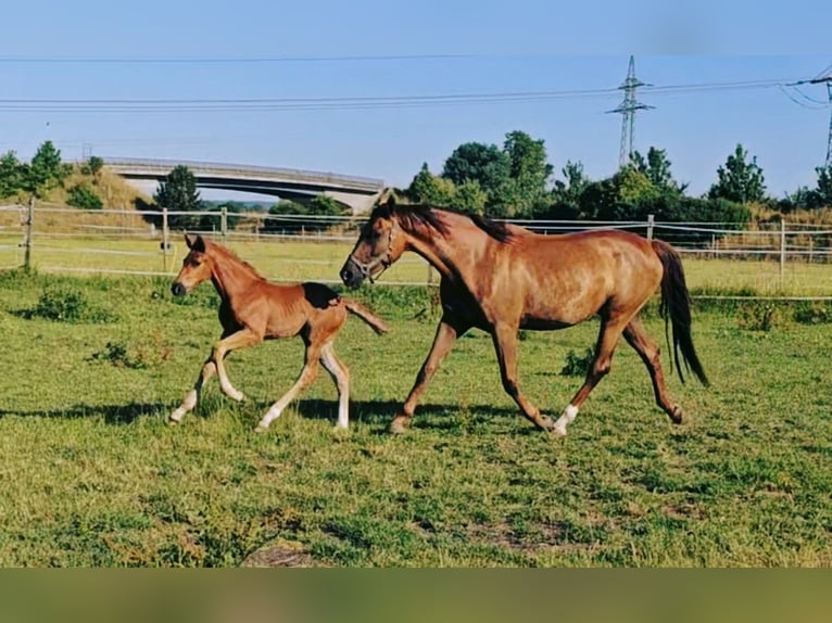Caballo de Holstein Yegua 5 años 173 cm in Langenau