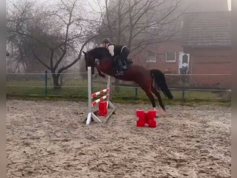 Caballo de Holstein Yegua 5 años 173 cm Castaño in Wittingen