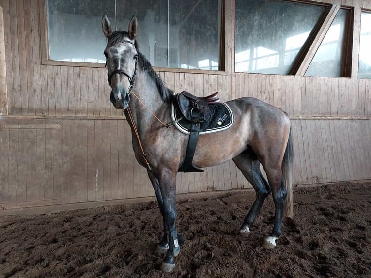 Caballo de Holstein Yegua 5 años 174 cm Tordo in Bekmünde