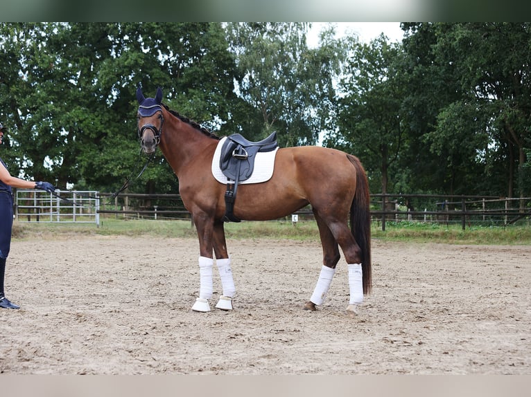 Caballo de Holstein Yegua 5 años 175 cm Alazán in Weddingstedt