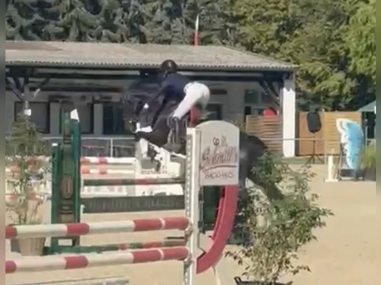 Caballo de Holstein Yegua 5 años 175 cm Negro in Bad Schönborn