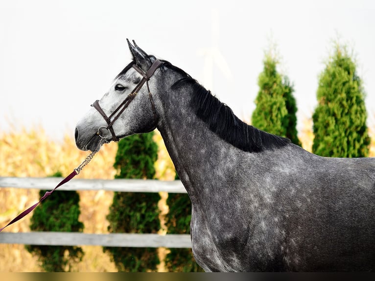 Caballo de Holstein Yegua 5 años 178 cm Tordo rodado in Radziejów