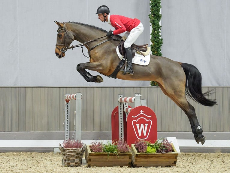 Caballo de Holstein Yegua 5 años Castaño in Münster-Handorf