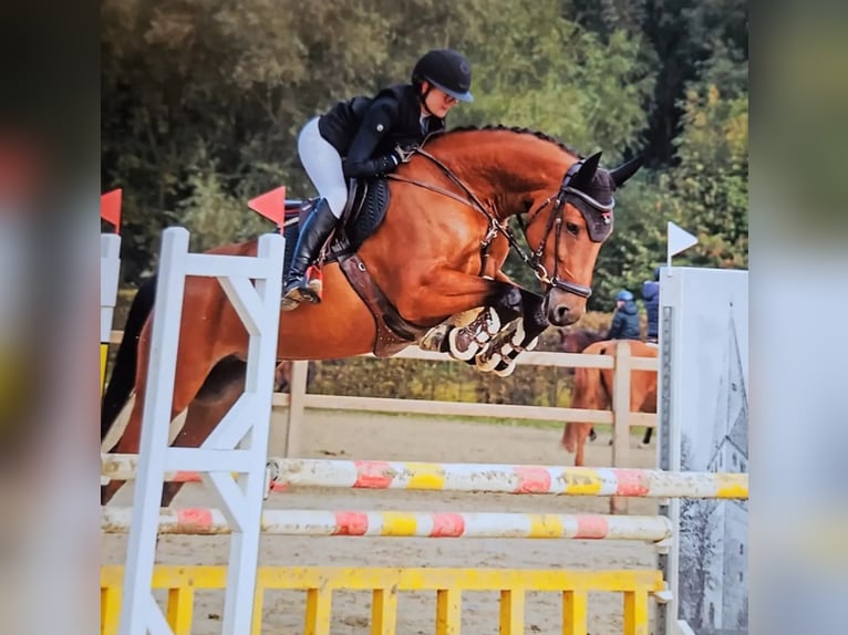 Caballo de Holstein Yegua 5 años Castaño in Wächtersbach