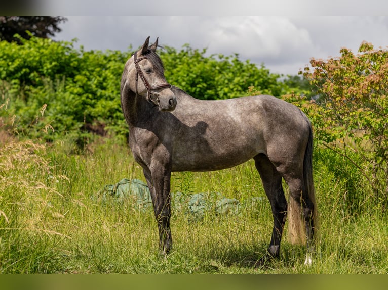 Caballo de Holstein Yegua 6 años 161 cm Tordillo negro in Modautal