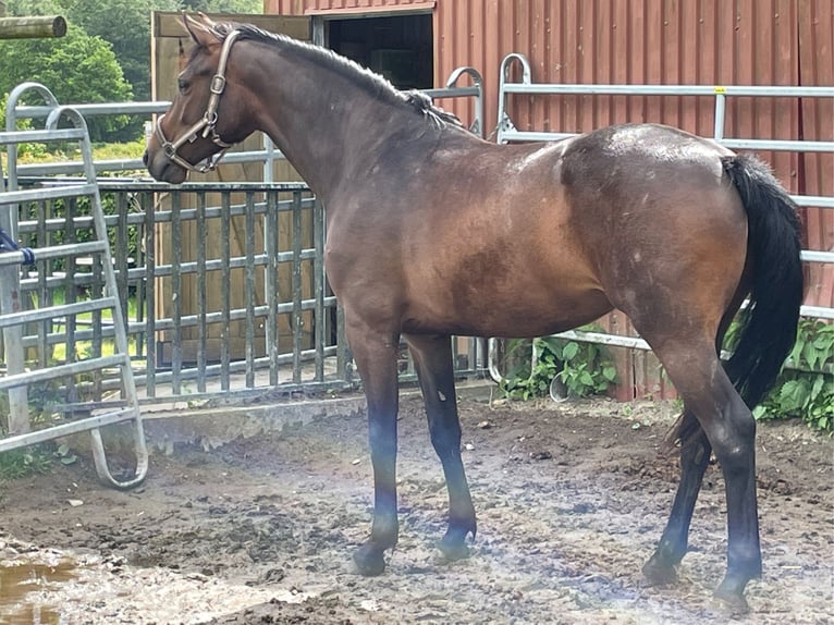 Caballo de Holstein Yegua 6 años 162 cm Castaño oscuro in Freienwill