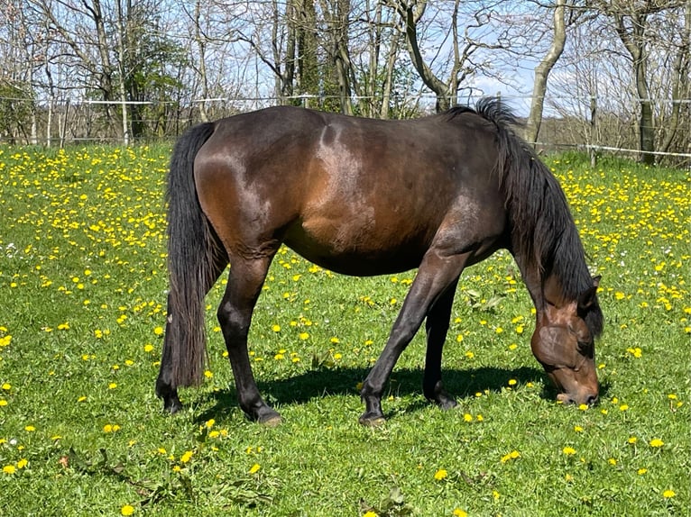 Caballo de Holstein Yegua 6 años 162 cm Castaño oscuro in Freienwill