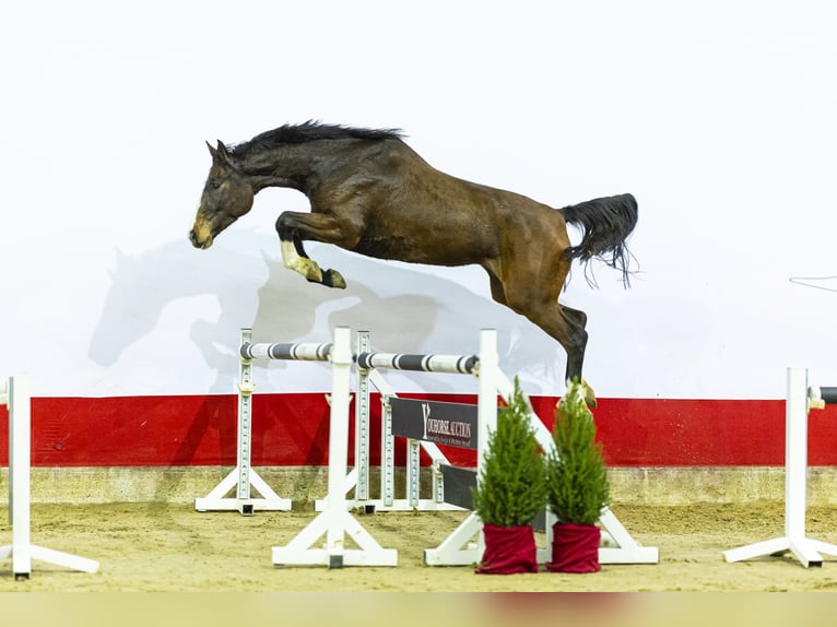 Caballo de Holstein Yegua 6 años 162 cm Castaño oscuro in Waddinxveen