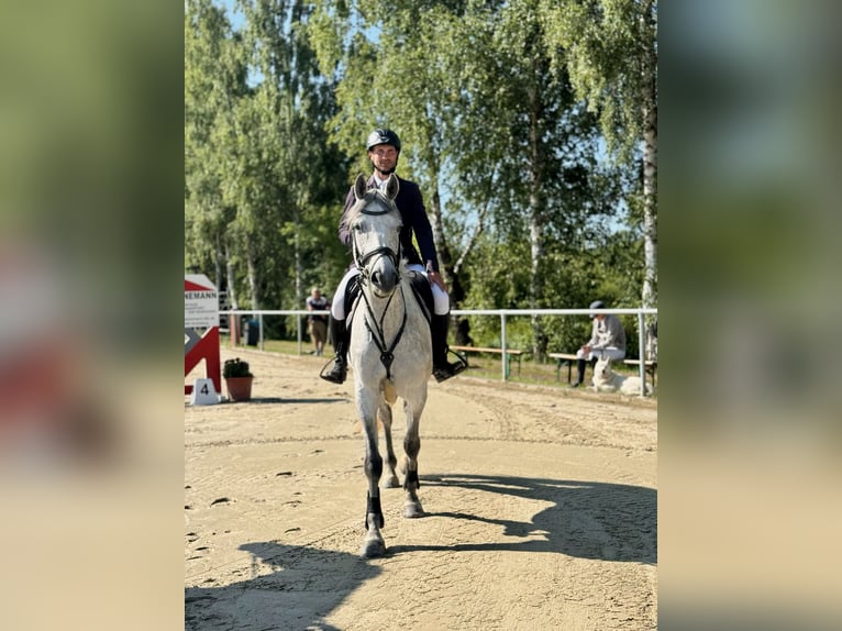 Caballo de Holstein Yegua 6 años 162 cm Tordo in Laubach