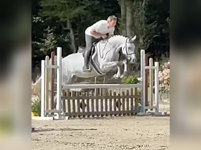 Caballo de Holstein Yegua 6 años 162 cm Tordo in Lindlar