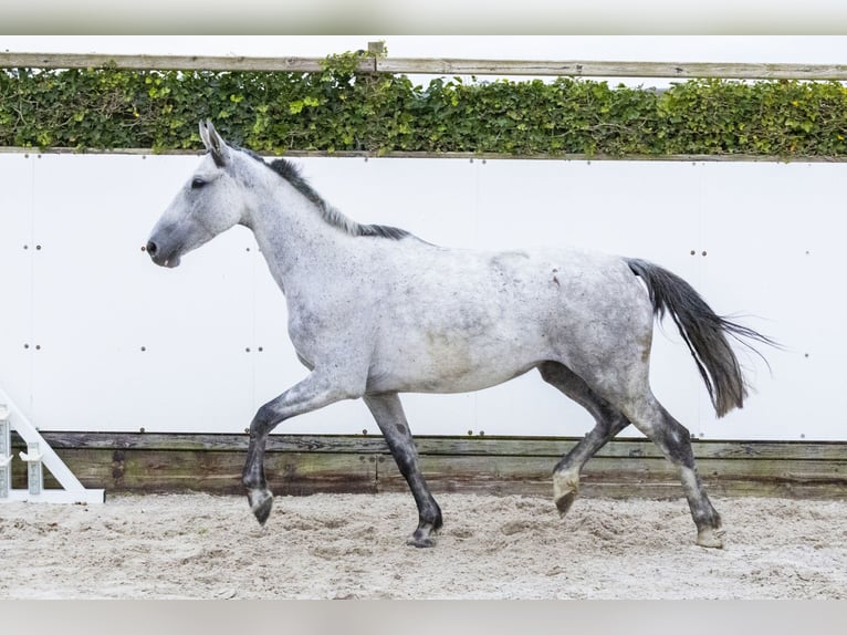 Caballo de Holstein Yegua 6 años 162 cm Tordo in Waddinxveen