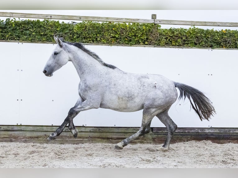 Caballo de Holstein Yegua 6 años 162 cm Tordo in Waddinxveen